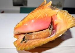Conch Muschel